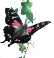 We draw our inspiration from the capacity for change with the metamorphosis of the butterfly
